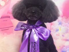 -读宠于你·约克夏比熊·睫角守宫·爬宠售卖(高新店)