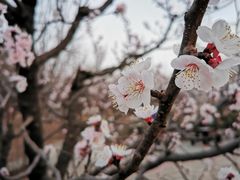 -北京凤凰岭