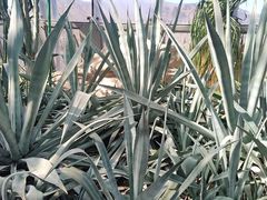 -北京植物园-展览温室