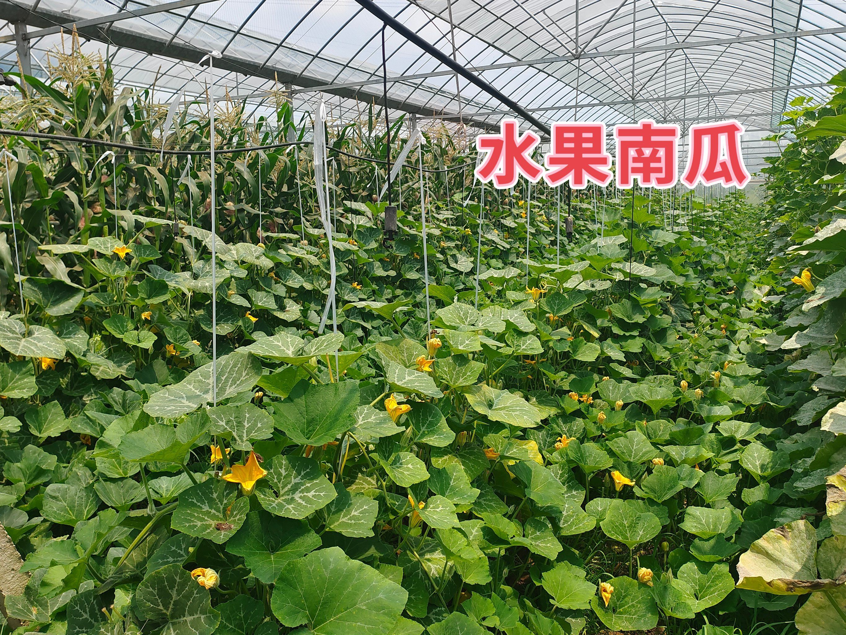 今天去生态果园,有好多新品种水果