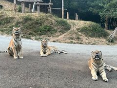 -大连森林动物园