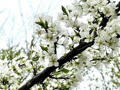 -花开海上生态园