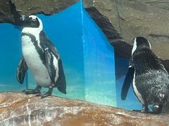 -海合安武汉极地海洋公园