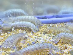 -白仁仔· 活烤海鲜 宵夜(豫园店)