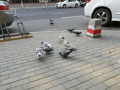 -北京大学-学五食堂