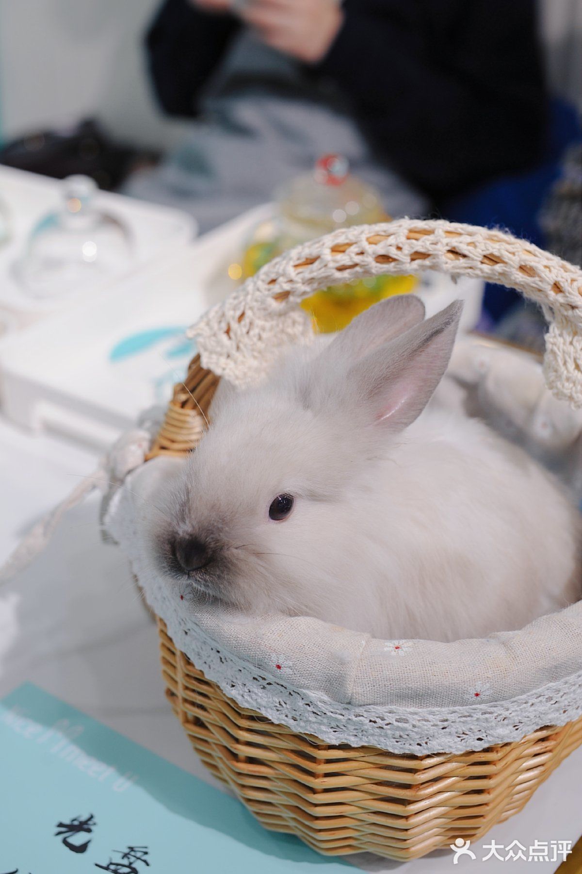 杭州探店🌈独特の兔子主题馆🐰瞬间满足少女心