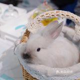 杭州探店🌈独特の兔子主题馆🐰瞬间满足少女心