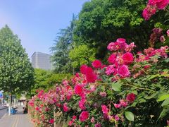 -西湖外事游船(花港观鱼码头)