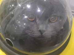 -伟伟宠物医院·瑞派猫友好医院·猫科(光谷店)