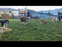 -趣玩宠物乐园寄养训犬训狗游泳池