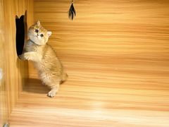 -猫十亿·布偶金渐层·曼基康矮脚猫舍(青年路店)