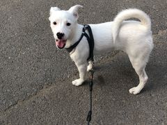 -宠爱国际动物医院· 猫科· 外科·中兽医(长白店)