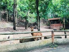 -清迈夜间动物园