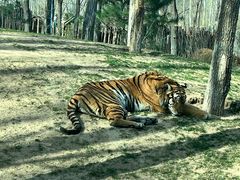 -北京野生动物园