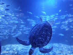 -太平洋海底世界