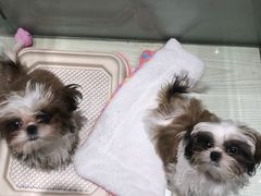 -momokira米努特·德文卷毛猫·棉花面纱犬