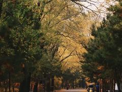 -北陵公园