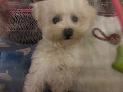 -翊宠yipet猫狗购宠庄园犬舍•猫舍