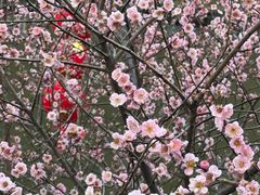 -福道