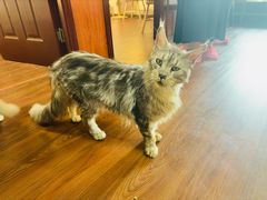 -楼上猫咖(罗湖店)