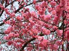 -三圣花乡旅游区