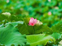 -荷塘月色湿地公园·向阳花洲
