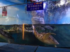 -烟台海昌鲸鲨海洋公园