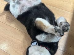 -是阿柴呀！柴犬咖啡·爱喵喵猫咖