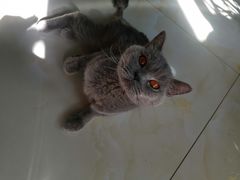 -欧奕国际动物医院