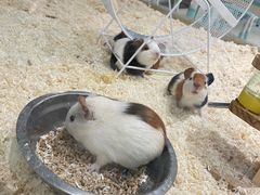 -怪兽屋·羊驼·猫咖·狗咖(俊华广场店)