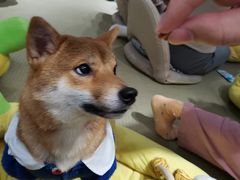 -逗柴咖啡屋·狗咖猫咖宠物桌游