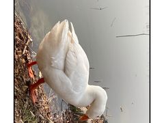 -三忘湖 SWANSEEN(柳荫公园店)