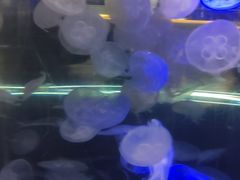 -重庆欢乐海底世界