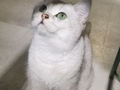 -猫儿山۰猫主题餐厅