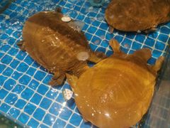 -佳兰雅序融合菜(高新店)