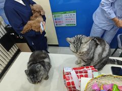 -全心全意连锁动物医院·微创中心·内科急重症·心脏专科(丰管路店)
