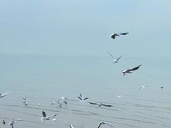 -深圳湾公园(南山区)