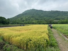 -八卦田遗址公园