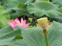 -池杉湖湿地公园