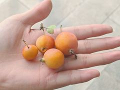 -锦芳小吃(鲜鱼口店)