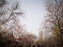 -桃花堤公园