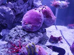 -太平洋海底世界