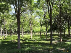 -永定河休闲森林公园