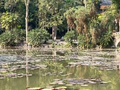 -中国科学院西双版纳热带植物园