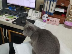 -宠爱国际动物医院· 猫科· 外科·中兽医(长白店)