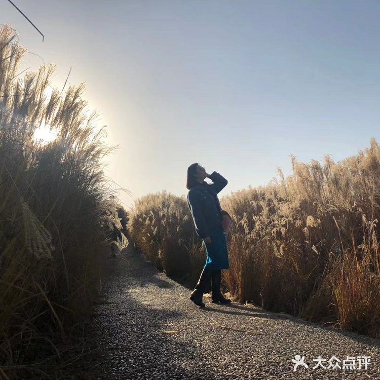 芦苇  风总是不闲着，吹谢了百花，吹落了秋叶