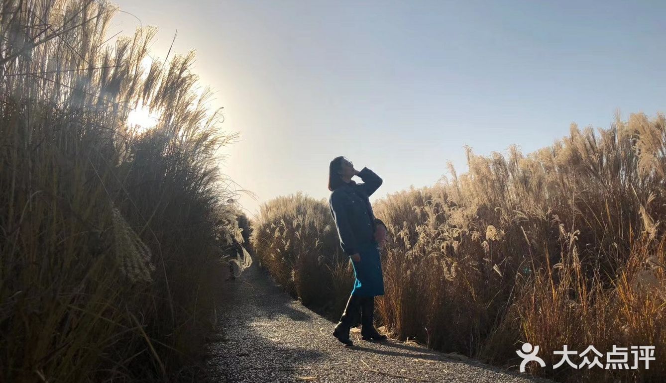芦苇  风总是不闲着，吹谢了百花，吹落了秋叶