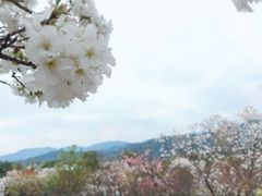 -天适樱花悠乐园
