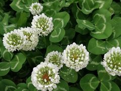 -白塘生态植物园