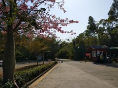 -开平碉楼文化旅游区马降龙景区